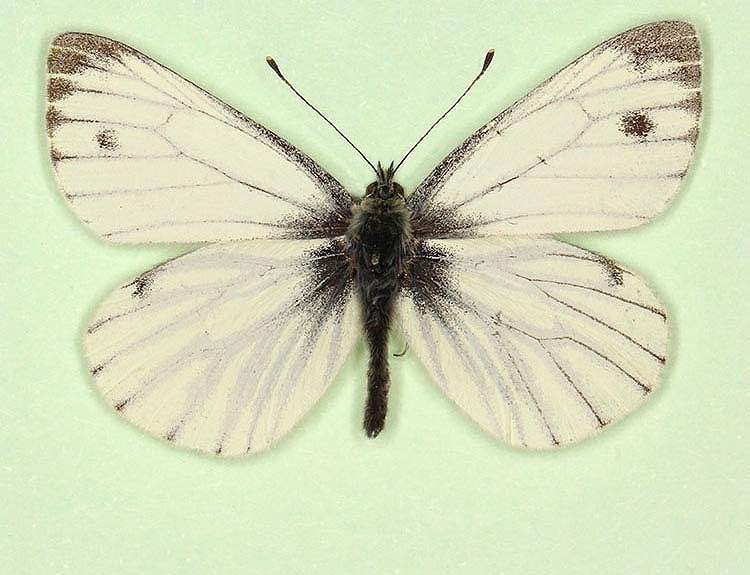 Pieris napi male (aberrant form nov 4) (Internet Image property of respective owner, non-commercial use only)